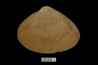 藏品(中華馬蚵蛤(中國蛤蜊))的圖片